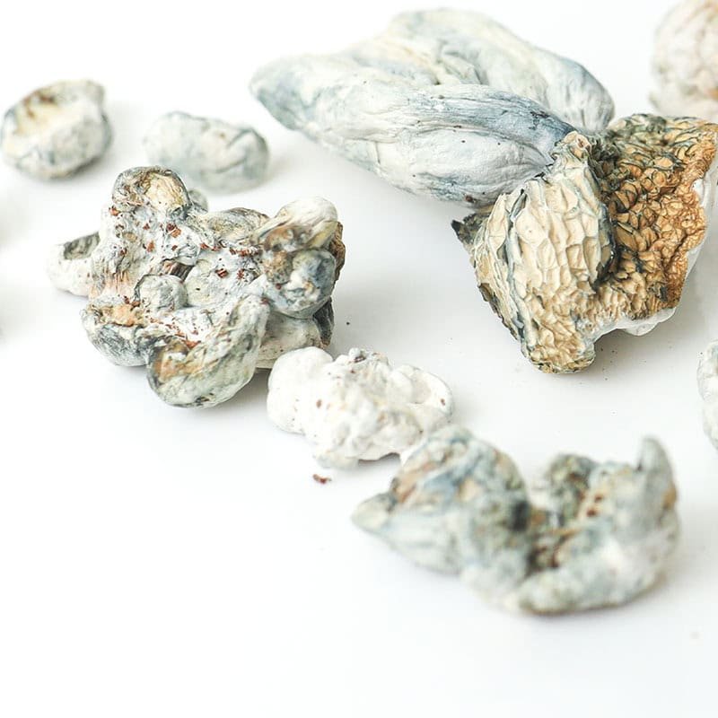 wholesale shrooms magic mushrooms canada
