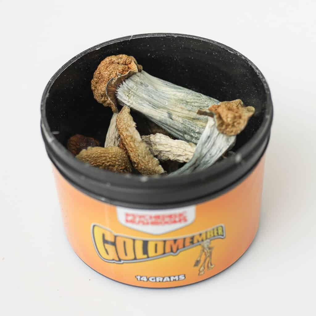 goldmember shrooms