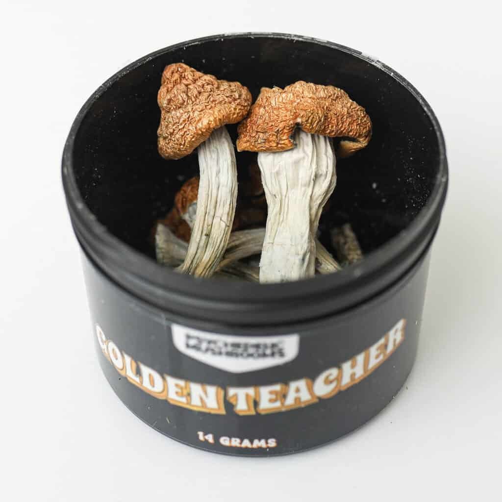 golden teacher mushrooms Canada