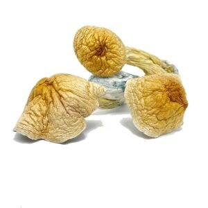 Vietnamese Mushroom