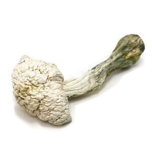 Albino Penis Envy Mushrooms 