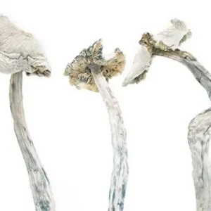 Avery Albino Cubensis Mushrooms