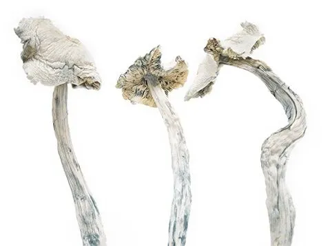 Avery Albino Cubensis Mushrooms