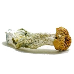 Martinique Mushroom
