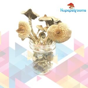 B+ Cubensis Mushrooms