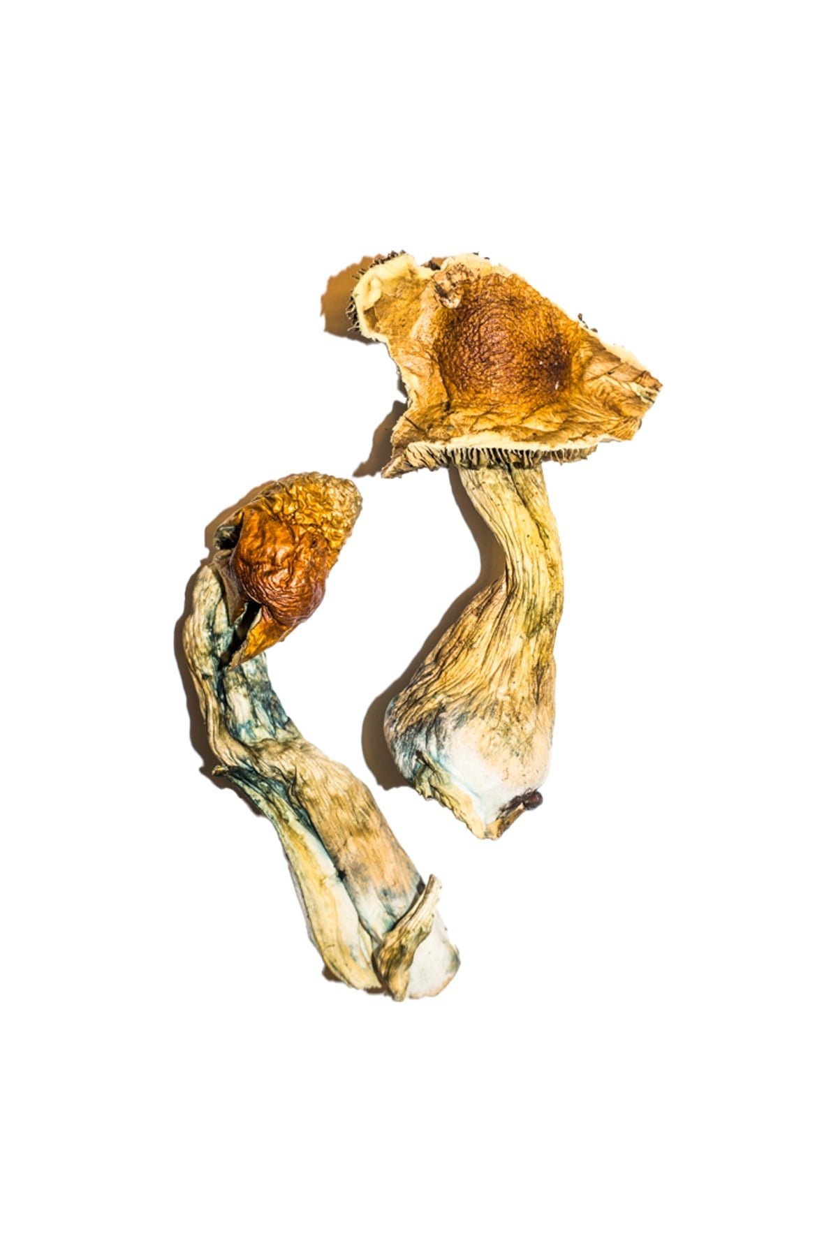 B+ Magic Mushrooms - Image 2