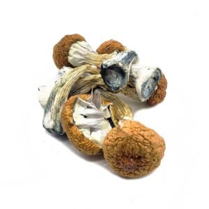 Amazonian Mushroom