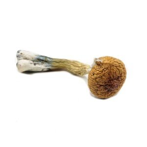 British Columbia Mushrooms