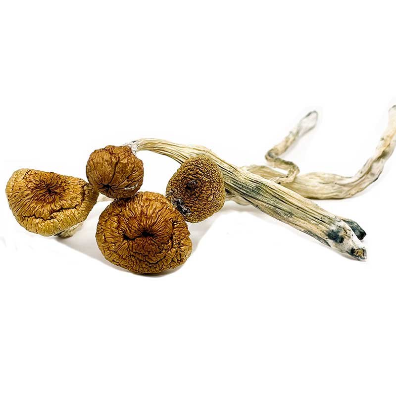Burmese Mushrooms