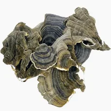 Dried Turkey Tail Mushrooms