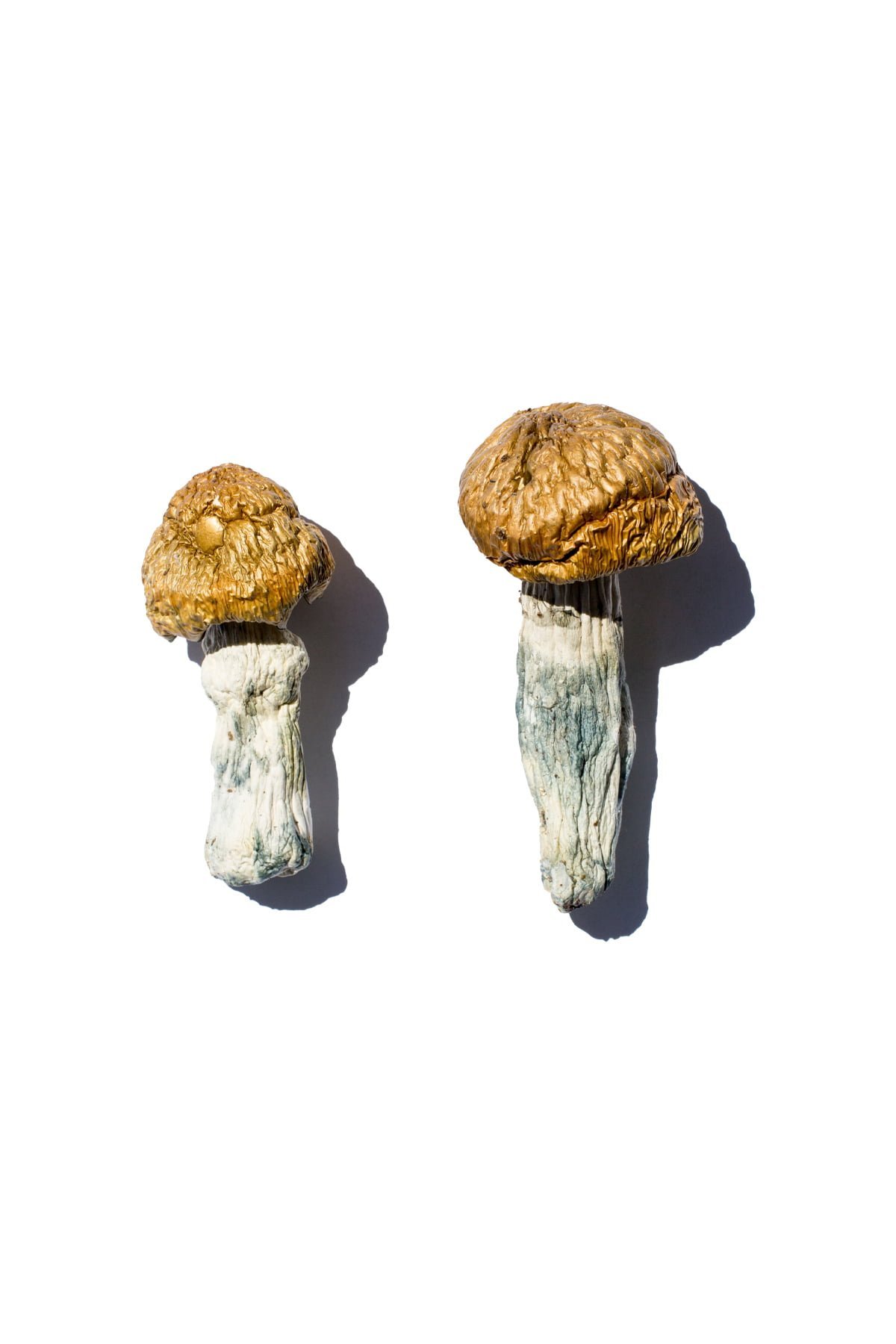 Hero Magic Mushrooms - Image 2