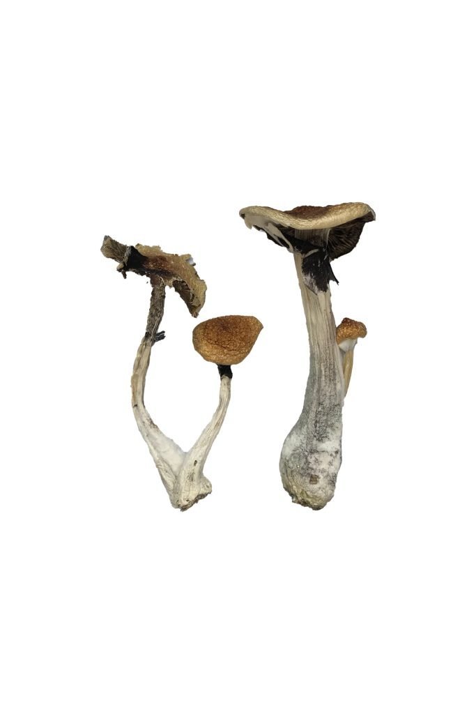 Buy Koh Samui Magic Mushrooms - Image 2