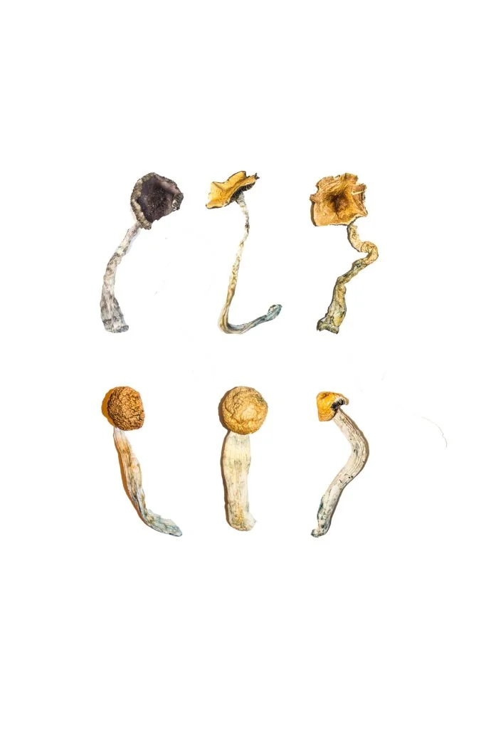 Magic Mushroom Sampler Kit / Tasting Menu - Image 2