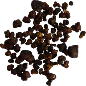 Magic Tampanensis Truffles