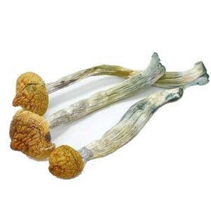 Super Thai Mushroom