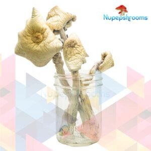 Orissa Magic Mushrooms