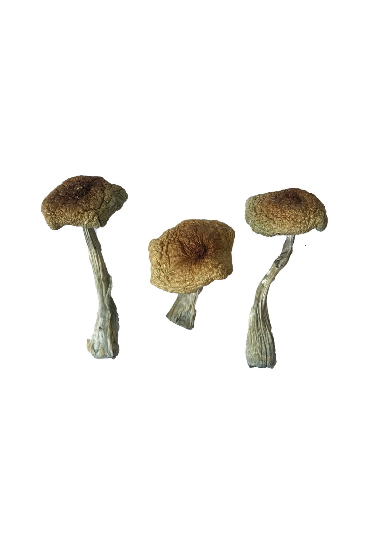 Buy Psilocybe Aztecorum Magic Mushrooms - Image 2