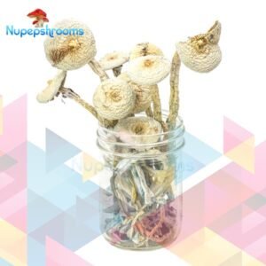 Rustic White Magic Mushrooms