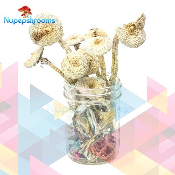 Rustic White Magic Mushrooms