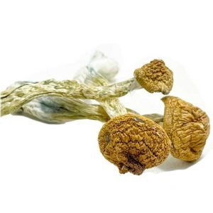 Texas Penis Envy Mushrooms