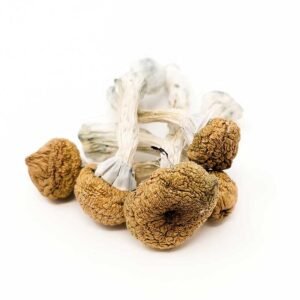 Texas Yellow Caps Mushrooms