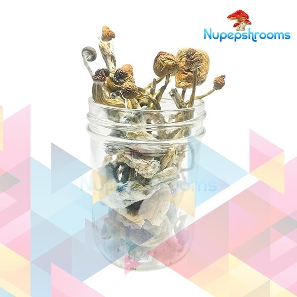 Transkei Cubensis Mushrooms