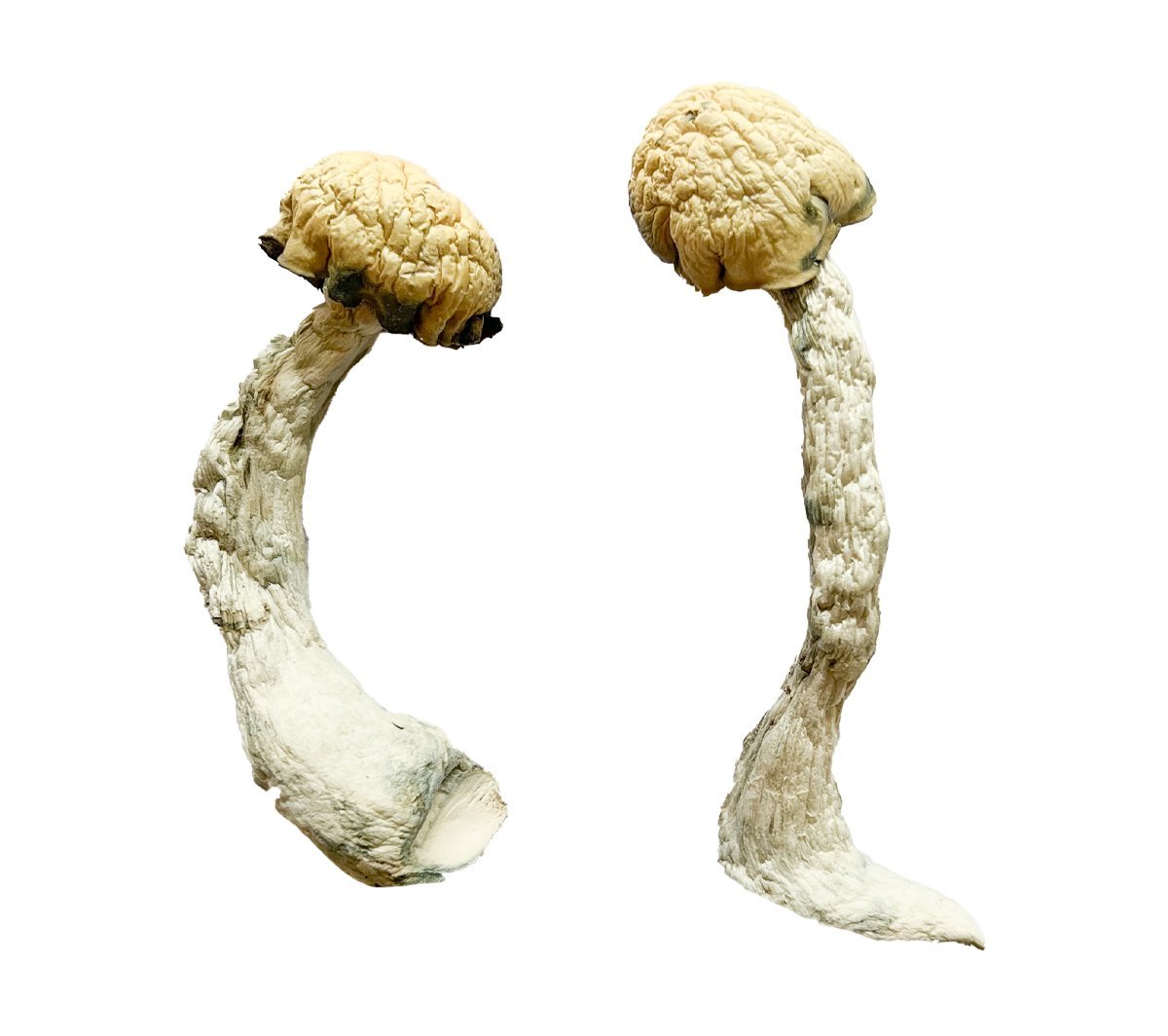 Buy Trinity Magic Mushrooms - Image 2
