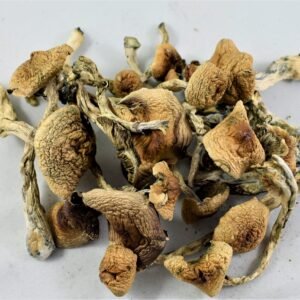 African Transkei magic mushrooms