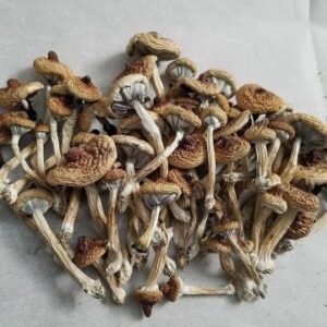 B+ Magic mushrooms