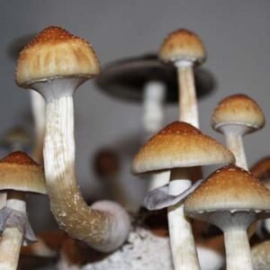 B+ Mushroom Spores
