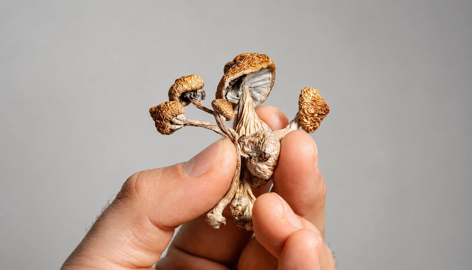 Best Magic Mushroom Strain for Beginners in Canada