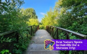 best nature spots for magic mushroom experience in oakville