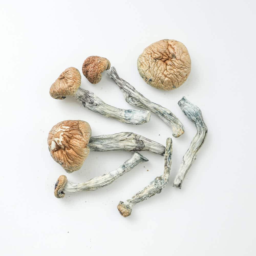 blue goba shrooms magic mushroom delivery toronto