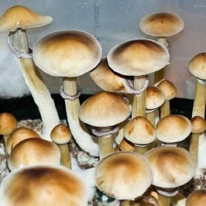 Burma Mushroom Spores