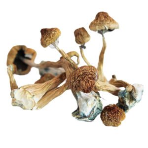 Buy Blue Foot Magic Mushroom Online