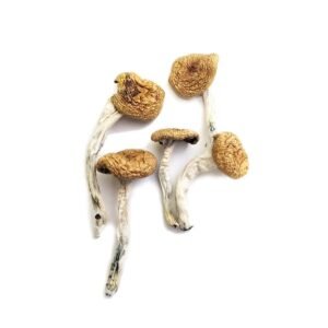 Buy Burma Magic Mushrooms Online