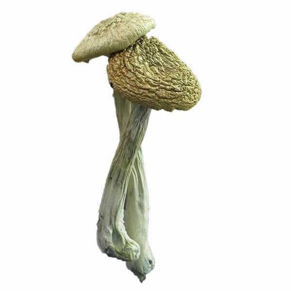 Buy Psilocybe Azurescens Mushrooms Online