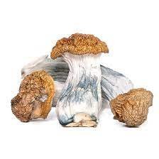 Buy Trinity Magic Mushrooms - Image 3