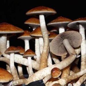 Golden Teacher Mushroom Spores