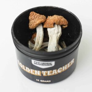 golden teacher mushrooms Canada