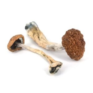 Golden Teacher Mushroom available for Delivery
