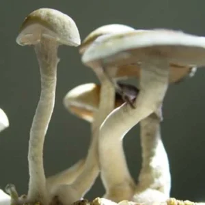 Hanoi Mushroom Spores