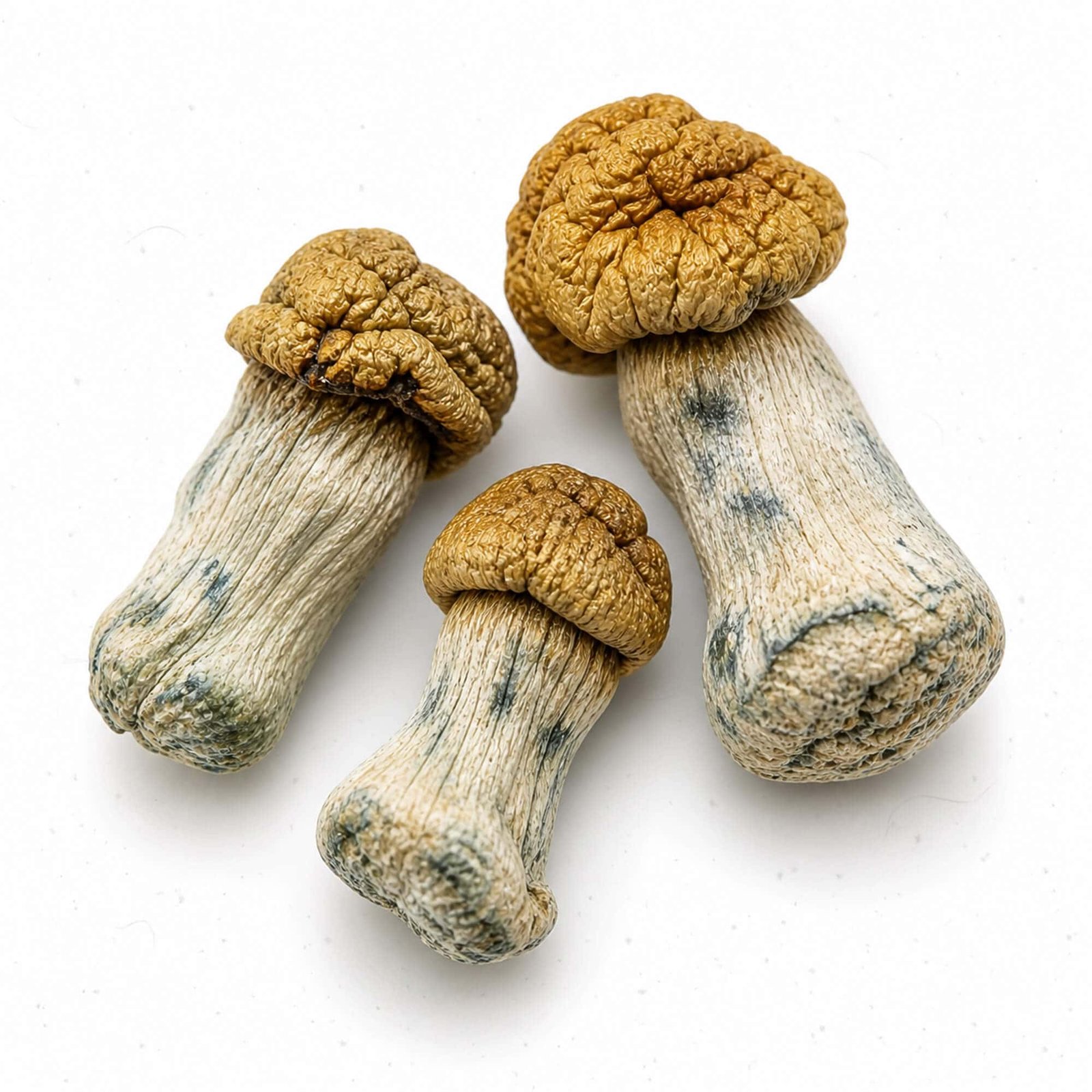 Why Some Magic Mushrooms Are Better Than Others