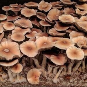 Huautla Oaxaca Mushrooms Spores