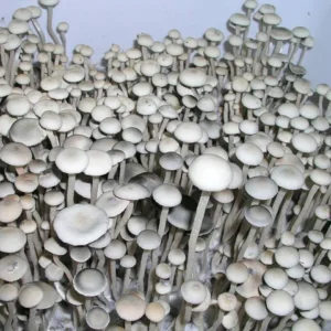 Jamaica Mushroom Spores