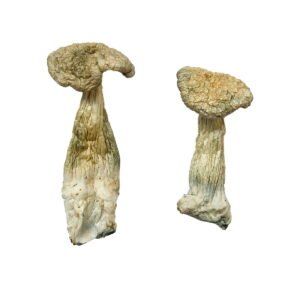 Leucistic Burma Magic Mushrooms