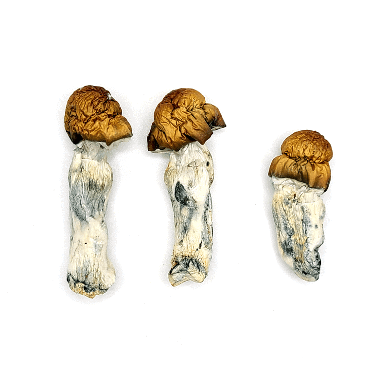 magic mushrooms