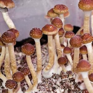 Malaysia Mushroom Spores