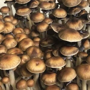 Mazatapec Mushroom Spores