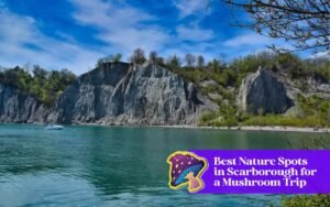 nature spots for mushroom scarborough